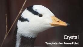  Presentation with good life good job - Amazing PPT layouts having bar-headed goose anser indicus backdrop and a dark gray colored foreground