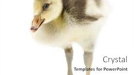  Presentation with bar - PPT theme featuring bar-headed-gosling-isolated background and a white colored foreground