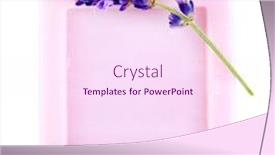  Presentation with natural soap - Cool new presentation theme with bar of natural soap with fresh lavender isolated on white backdrop and a pink colored foreground