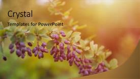  Presentation with barberry - Slide set enhanced with barbarry - barberry berries ripe autumn barberry background and a yellow colored foreground