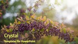  Presentation with barberry - Slide set consisting of barbarry - barberry berries ripe autumn barberry background and a tawny brown colored foreground