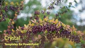 Presentation with barberry - Beautiful slide deck featuring barbarry - barberry berries ripe autumn barberry backdrop and a tawny brown colored foreground