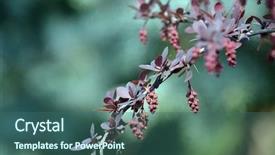  Presentation with barberry - Beautiful slides featuring barbarry - purple leaves on bush backdrop and a ocean colored foreground