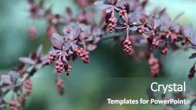  Presentation with berberis - Beautiful PPT theme featuring barbarry - purple leaves on bush backdrop and a ocean colored foreground