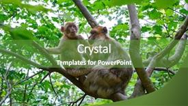  Presentation with long tailed macaque macaca fascicularis - Presentation with barbary apes macaca sylvanus macaque background and a tawny brown colored foreground