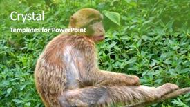  Presentation with monkey - Slide set enhanced with barbary apes macaca sylvanus macaque background and a tawny brown colored foreground