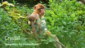  Presentation with long tailed macaque macaca fascicularis - Colorful presentation design enhanced with barbary apes macaca sylvanus macaque backdrop and a tawny brown colored foreground