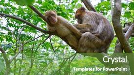  Presentation with long tailed macaque macaca fascicularis - Colorful presentation theme enhanced with barbary apes macaca sylvanus macaque backdrop and a seafoam green colored foreground