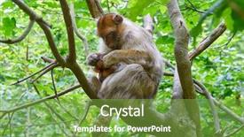  Presentation with long tailed macaque macaca fascicularis - PPT theme featuring barbary apes macaca sylvanus macaque background and a seafoam green colored foreground
