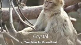  Presentation with long tailed macaque macaca fascicularis - Presentation theme featuring barbary-macaque-or-macaca-sylvanus background and a gray colored foreground
