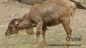  Presentation with sheep - Colorful slides enhanced with barbary sheep ammotragus lervia wild backdrop and a coral colored foreground