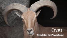  Presentation with sheep herder - Theme with barbary sheep ammotragus lervia wild background and a tawny brown colored foreground