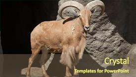  Presentation with underwater wild nature sea life - Beautiful slide deck featuring barbary sheep ammotragus lervia wild backdrop and a tawny brown colored foreground