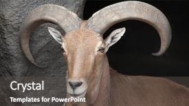  Presentation with sheep - Amazing PPT layouts having barbary sheep ammotragus lervia wild backdrop and a dark gray colored foreground