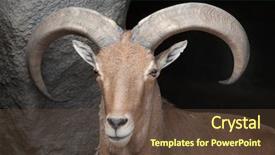  Presentation with sheep - Cool new slides with barbary sheep ammotragus lervia wild backdrop and a tawny brown colored foreground