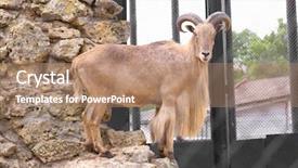  Presentation with sheep - Beautiful PPT theme featuring barbary wild sheep in zoological backdrop and a coral colored foreground