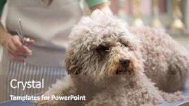  Presentation with grooming dog - Slides enhanced with barbe dog getting his haircut background and a violet colored foreground