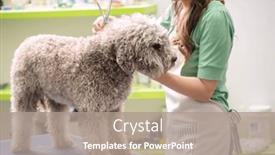  Presentation with hair spa - Slide deck enhanced with barbe-dog-grooming-with-scissors background and a coral colored foreground