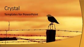  Presentation with prison fence - Audience pleasing presentation theme consisting of barbed wire - bird sitting on prison fence backdrop and a gold colored foreground