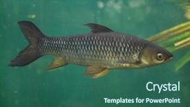  Presentation with colorful fancy carp fish koi - Slide set enhanced with barbeq - hoven's carp leptobarbus hoevenii also background and a ocean colored foreground