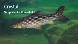  Presentation with fish - Amazing presentation design having barbeq - hoven's carp leptobarbus hoevenii also backdrop and a ocean colored foreground