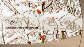  Presentation with barberries - Colorful presentation enhanced with barberries in the snow backdrop and a lemonade colored foreground