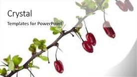  Presentation with barberry - PPT layouts consisting of barberry - barberries branch with spring leaves background and a white colored foreground