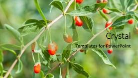  Presentation with barberry - Amazing theme having barberry - detail of branch with goji backdrop and a yellow colored foreground