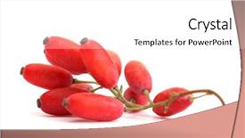  Presentation with barberry - Cool new PPT layouts with barberry - ripe barberries on branch isolated backdrop and a white colored foreground