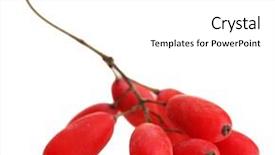  Presentation with barberries - Colorful presentation design enhanced with barberry - ripe barberries on branch isolated backdrop and a  colored foreground