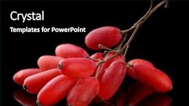  Presentation with barberry - Colorful PPT theme enhanced with barberry - ripe barberries on branch backdrop and a black colored foreground