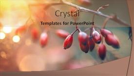  Presentation with barberry - Slide set featuring barberry-berberis-close-up-branch background and a coral colored foreground