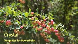  Presentation with barberry - PPT theme featuring barberry berries on a bush background and a tawny brown colored foreground