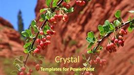  Presentation with barberry - Cool new slide set with barberry-berries-on-a-bush backdrop and a red colored foreground
