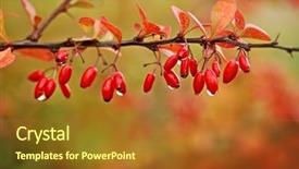  Presentation with barberry - Slide deck having barberry branch with berries background and a tawny brown colored foreground