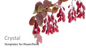 Presentation with barberry - Cool new PPT layouts with barberry-branch-with-ripe-berries backdrop and a white colored foreground