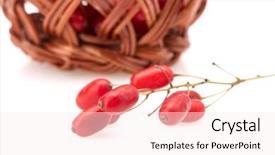  Presentation with barberry - PPT layouts with barberry branch with ripe berries background and a  colored foreground