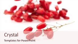  Presentation with barberry - PPT theme enhanced with barberry branch with ripe berries background and a  colored foreground