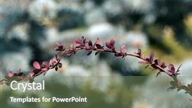  Presentation with barberry - Amazing PPT layouts having barberry bush red at spring backdrop and a violet colored foreground