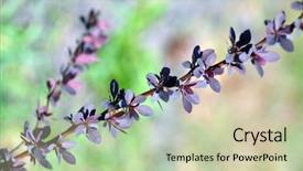  Presentation with barberry - Slide deck consisting of barberry bush red at spring background and a soft green colored foreground