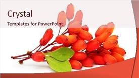  Presentation with barberry - Audience pleasing presentation theme consisting of barberry twig with leaves isolated backdrop and a lemonade colored foreground