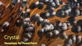  Presentation with hen - Amazing slide set having barbu d'uccle or belgian d'uccle hen close up against white background backdrop and a tawny brown colored foreground