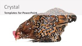  Presentation with hen - Beautiful PPT theme featuring barbu-d-uccle-or-belgian backdrop and a white colored foreground