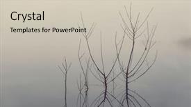  Presentation with foggy water sunrise - Slide deck with bare branches in calm water background and a soft green colored foreground