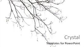  Presentation with spring tree - Slide set featuring bare branches of a tree on a white background in the beginning of the spring background and a white colored foreground