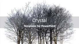  Presentation with forest - Presentation featuring bare-forest-isolated-on-white background and a gray colored foreground