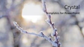  Presentation with frozen - Cool new presentation design with bare frozen branch in the beautiful warm yellow sun beams backdrop and a light gray colored foreground