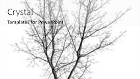  Presentation with tree - PPT layouts featuring bare-tree-isolated-on-white background and a white colored foreground