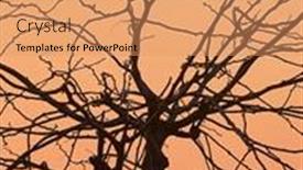  Presentation with trees - PPT theme consisting of bare-trees-branches-against-twilight background and a  colored foreground