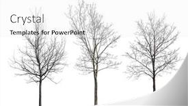  Presentation with trees - PPT layouts with bare-trees-isolated-on-white background and a white colored foreground